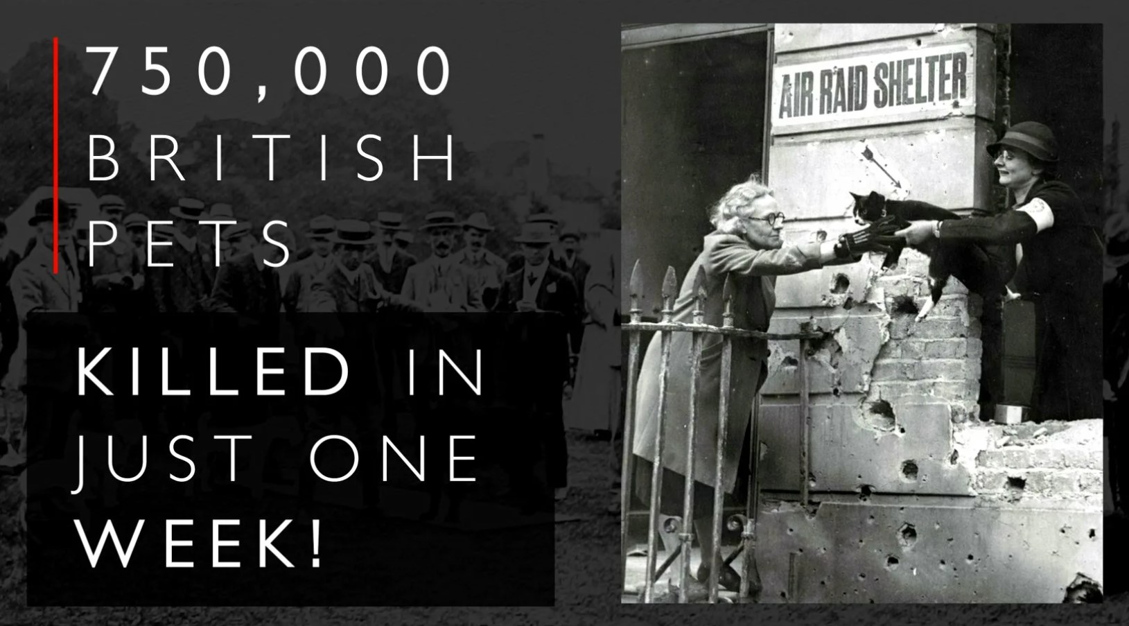 'Den britiske massakre på kæledyr': hvordan englænderne dræbte 750.000 kæledyr af frygt for Hitler