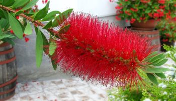En original plante til haven. De fluffy børster kan ses på lang afstand