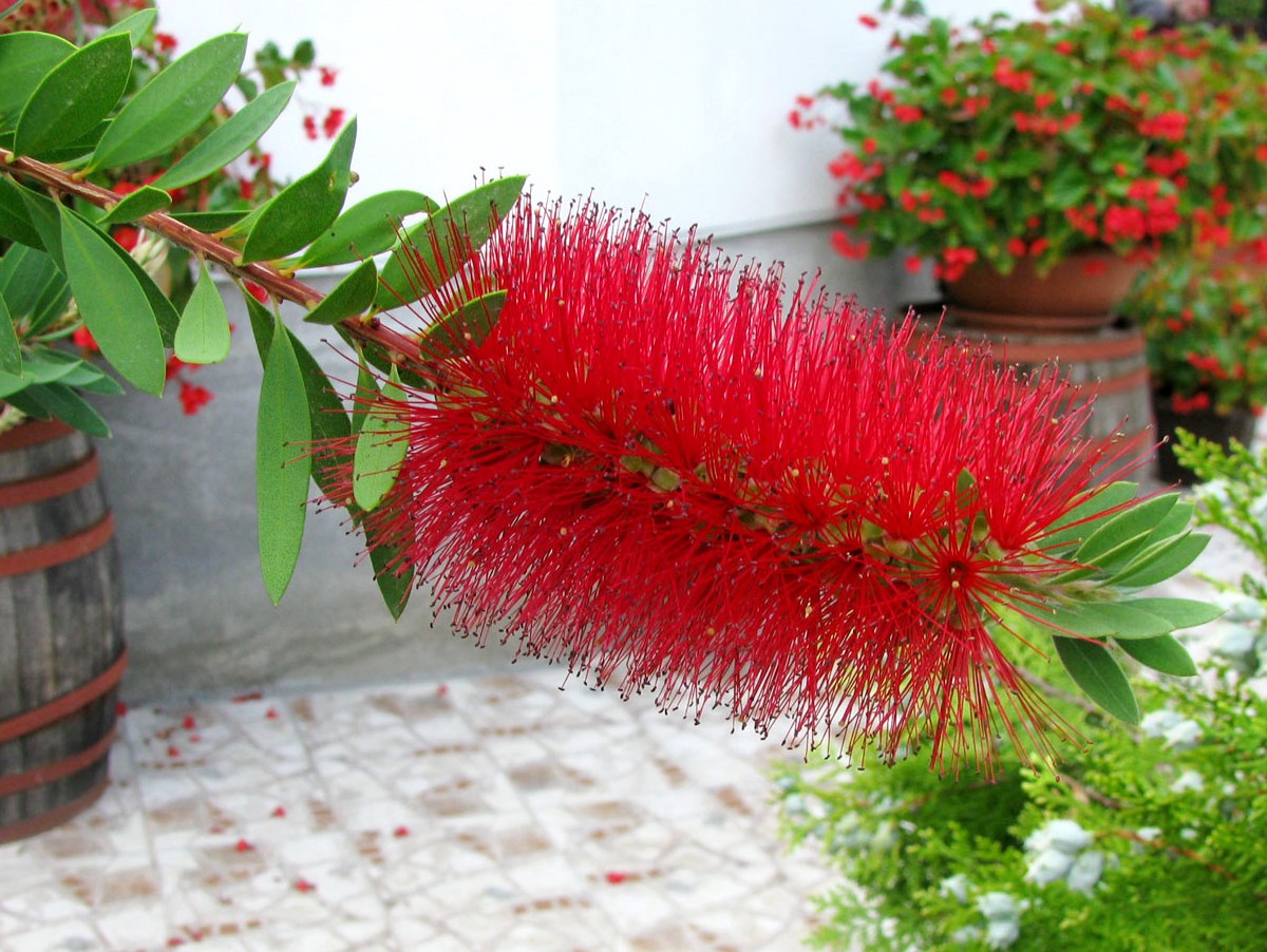 En original plante til haven. De fluffy børster kan ses på lang afstand