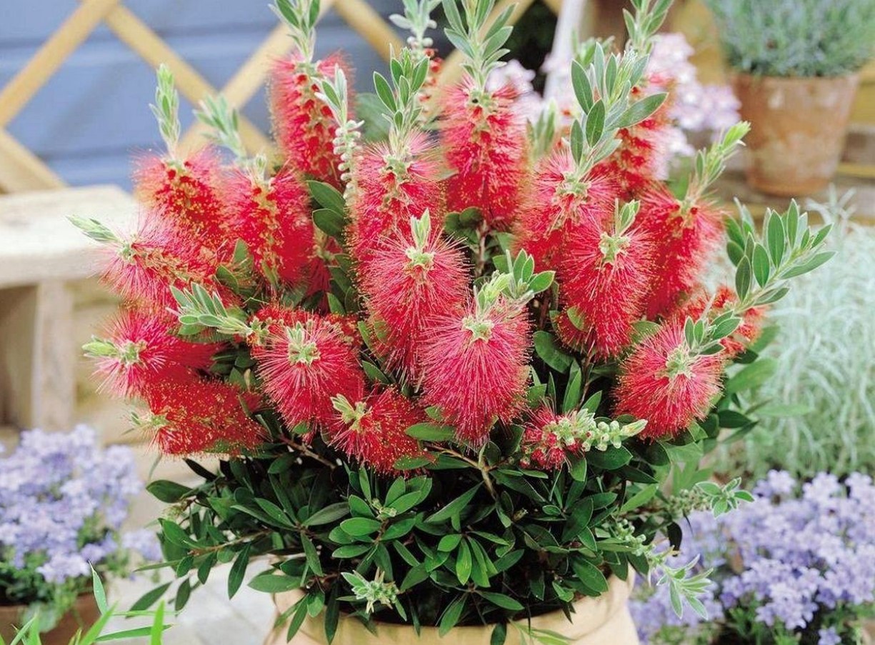En original plante til haven. De fluffy børster kan ses på lang afstand