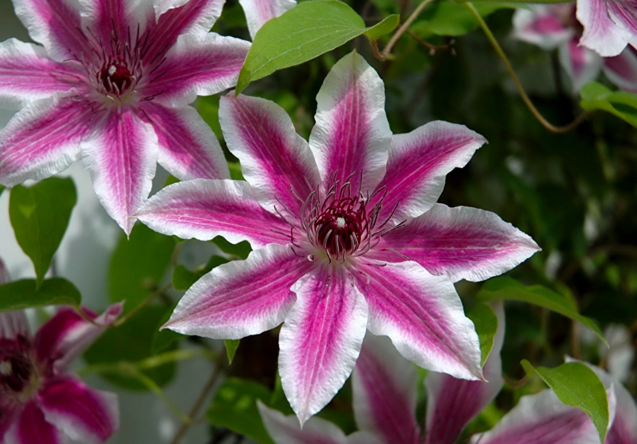 Hvordan man gøder clematis: 11 mineralsk og organisk gødning