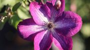 Hvordan man gøder clematis: 11 mineralsk og organisk gødning