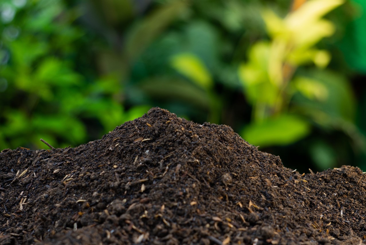 Hvordan komposterer man om sommeren? Undgå lugt og øget forekomst af insekter. Det er godt for haven og for dig