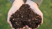 Hvordan komposterer man om sommeren? Undgå lugt og øget forekomst af insekter. Det er godt for haven og for dig
