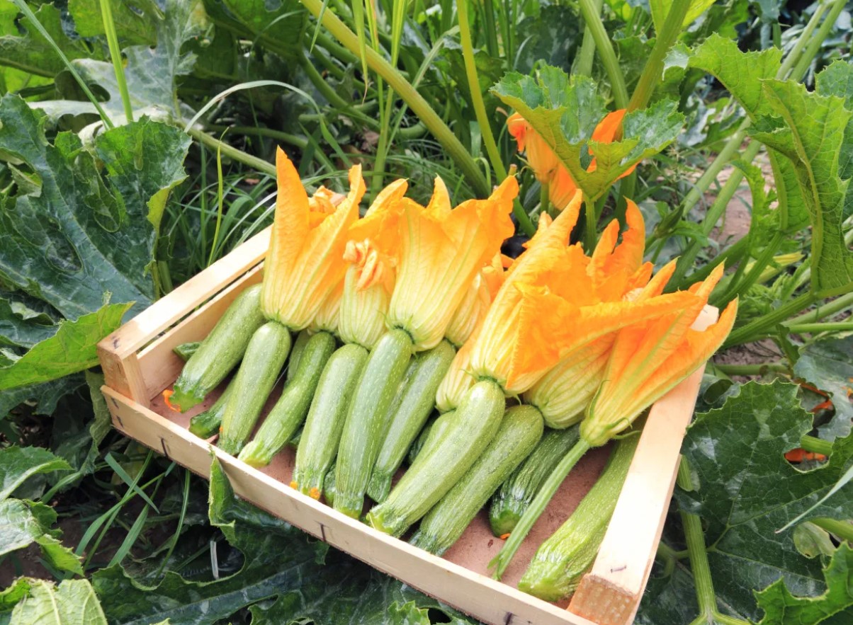 Tip til alle, der dyrker courgetter: en metode, der sparer plads i haven