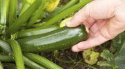Tip til alle, der dyrker courgetter: en metode, der sparer plads i haven