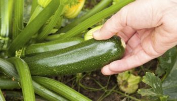 Tip til alle, der dyrker courgetter: en metode, der sparer plads i haven