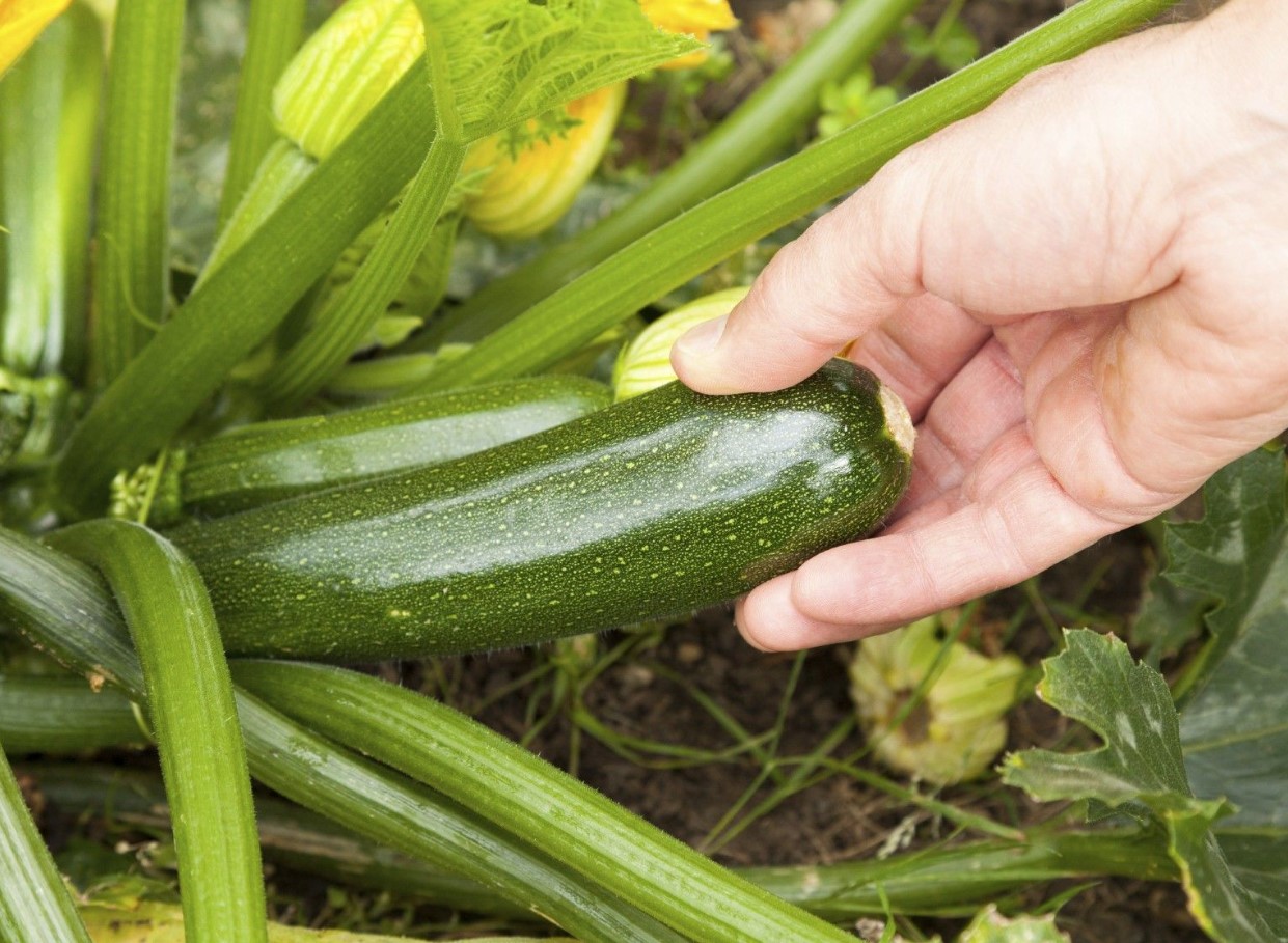 Tip til alle, der dyrker courgetter: en metode, der sparer plads i haven