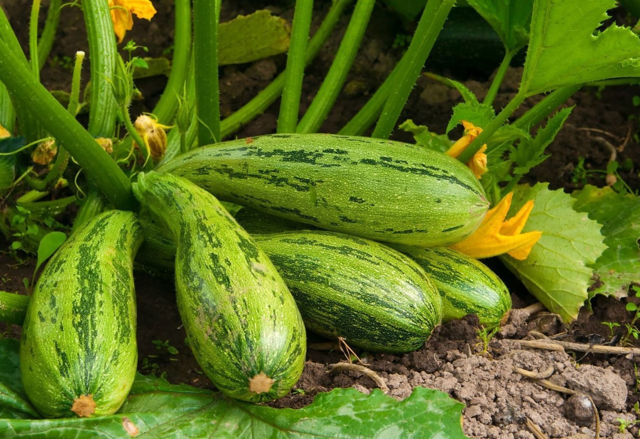 Tip til alle, der dyrker courgetter: en metode, der sparer plads i haven