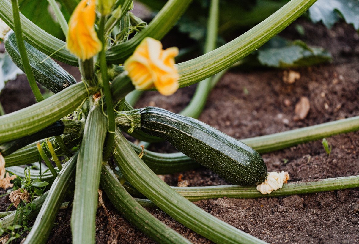 Tip til alle, der dyrker courgetter: en metode, der sparer plads i haven
