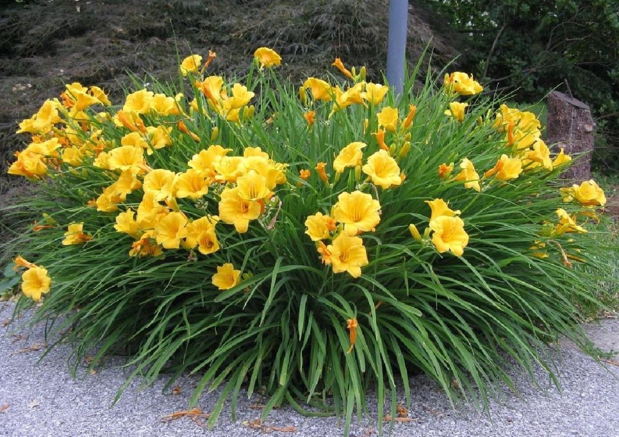 Hvordan man passer på en daglilje: den vil blomstre længere end naboens
