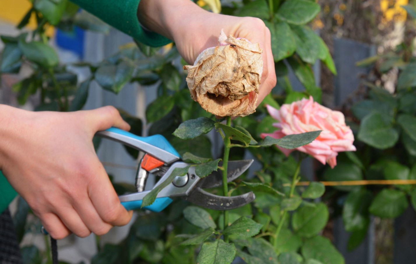Danske gartnere viser den rigtige måde at beskære roser på for at få flere blomster