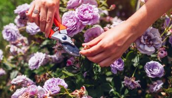 Danske gartnere viser den rigtige måde at beskære roser på for at få flere blomster