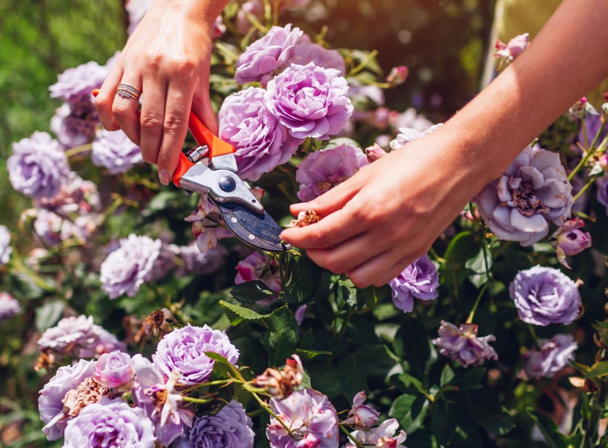 Danske gartnere viser den rigtige måde at beskære roser på for at få flere blomster