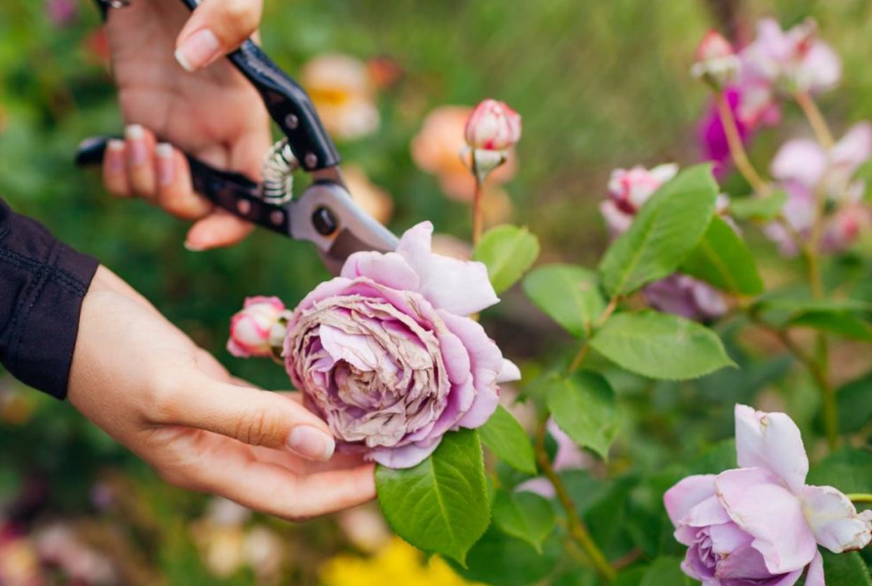 Danske gartnere viser den rigtige måde at beskære roser på for at få flere blomster
