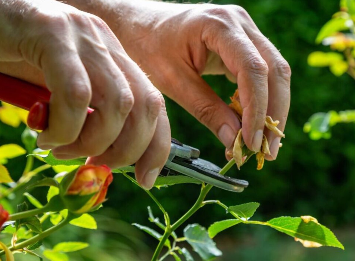 Jeg får mine roser til at blomstre større og smukkere ved at følge Monty Dons 15-sekunders trick