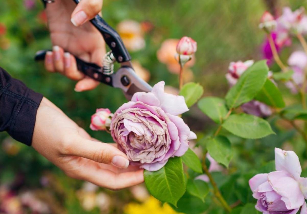 Jeg får mine roser til at blomstre større og smukkere ved at følge Monty Dons 15-sekunders trick