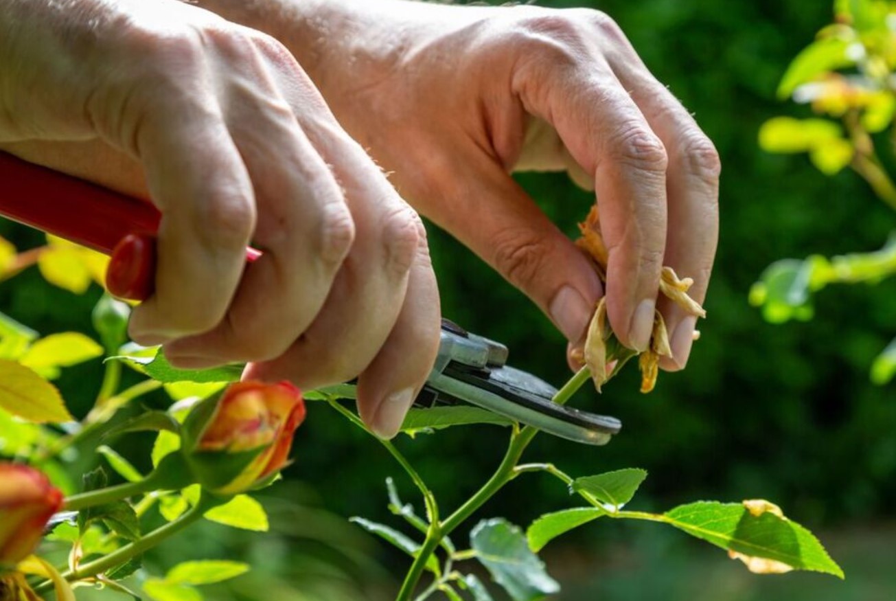 Danske gartnere viser den rigtige måde at beskære roser på for at få flere blomster