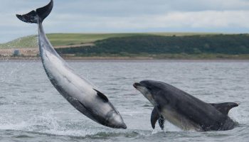 Hvorfor Roms delfiner kæmper mod hinanden