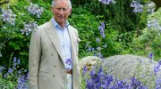 Den mest populære blomst i Storbritannien: hvordan man passer på kong Charles' yndlingsplante