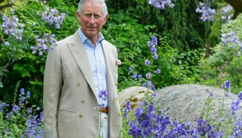 Den mest populære blomst i Storbritannien: hvordan man passer på kong Charles' yndlingsplante