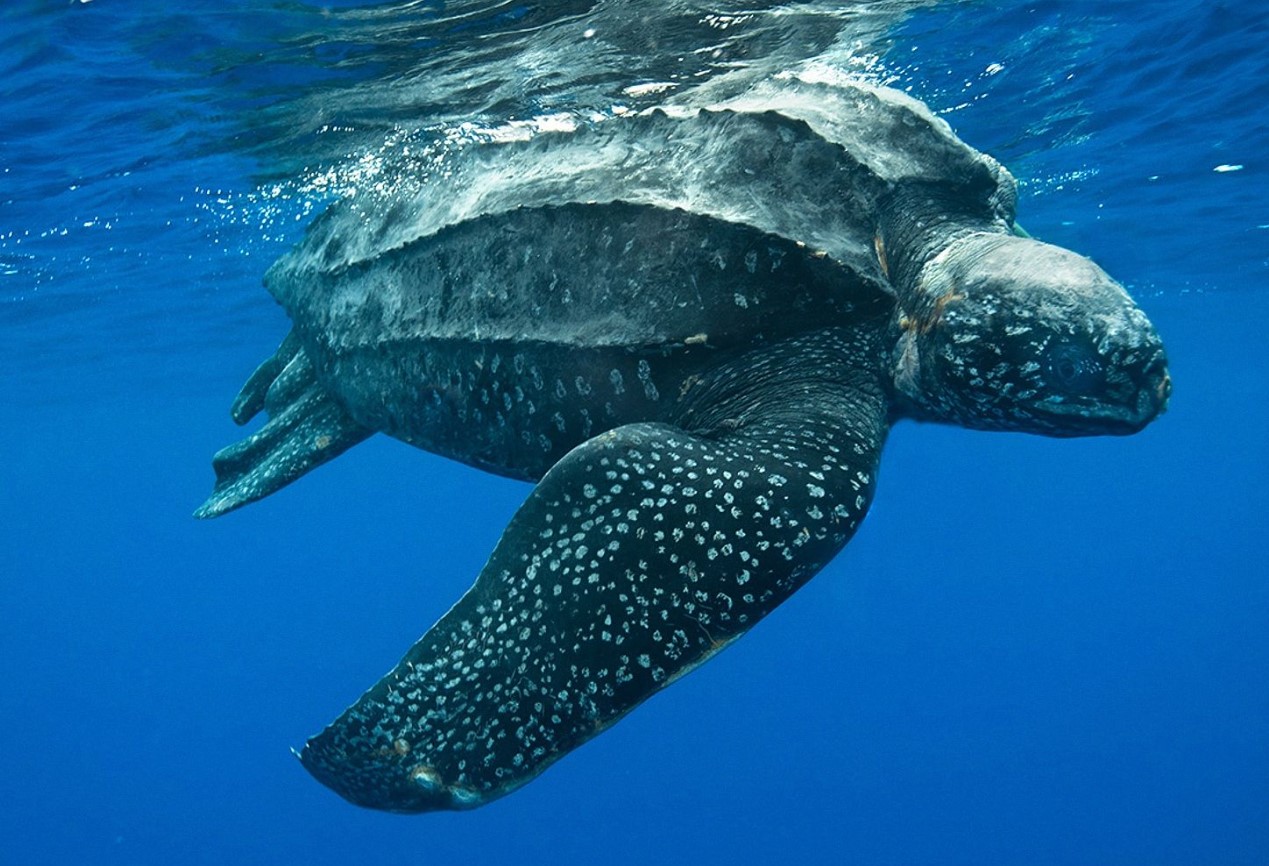 Mød læderskildpadden: en gigantisk, dykkende vandrer i det åbne hav