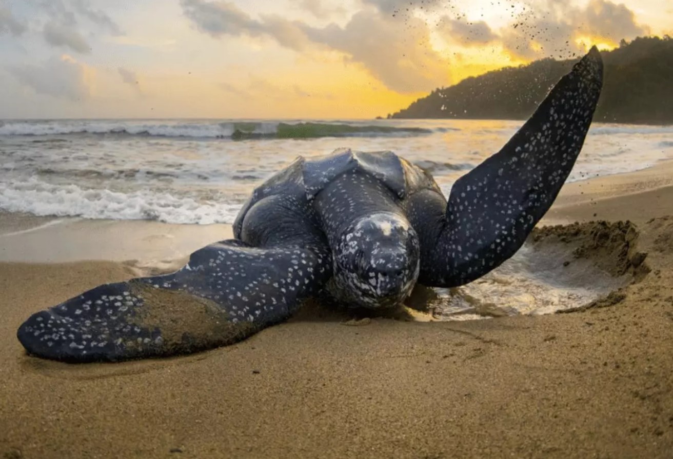 dermochelys coriacea