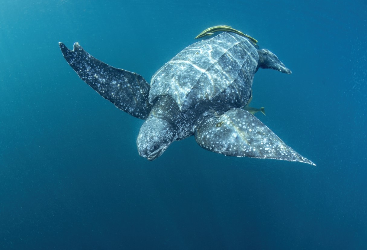 Mød læderskildpadden: en gigantisk, dykkende vandrer i det åbne hav