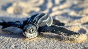 dermochelys coriacea