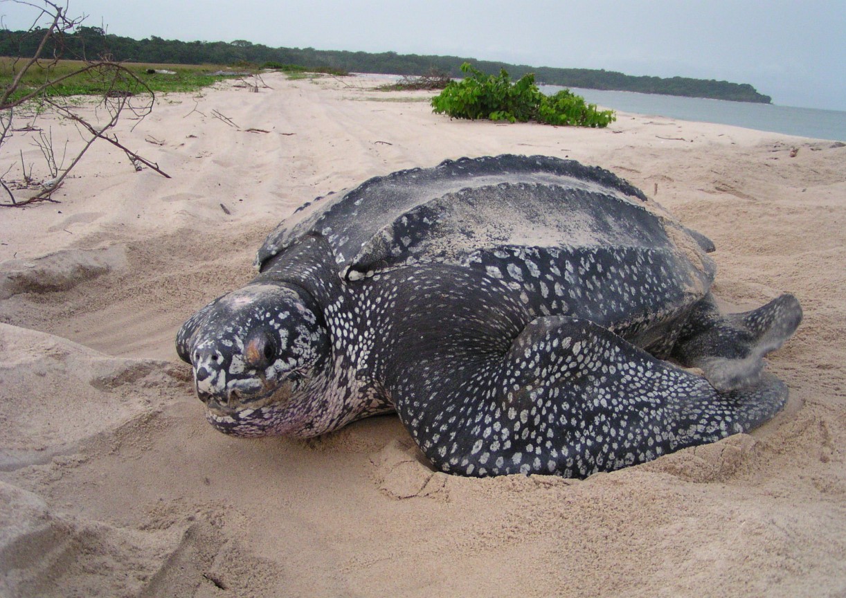 dermochelys coriacea