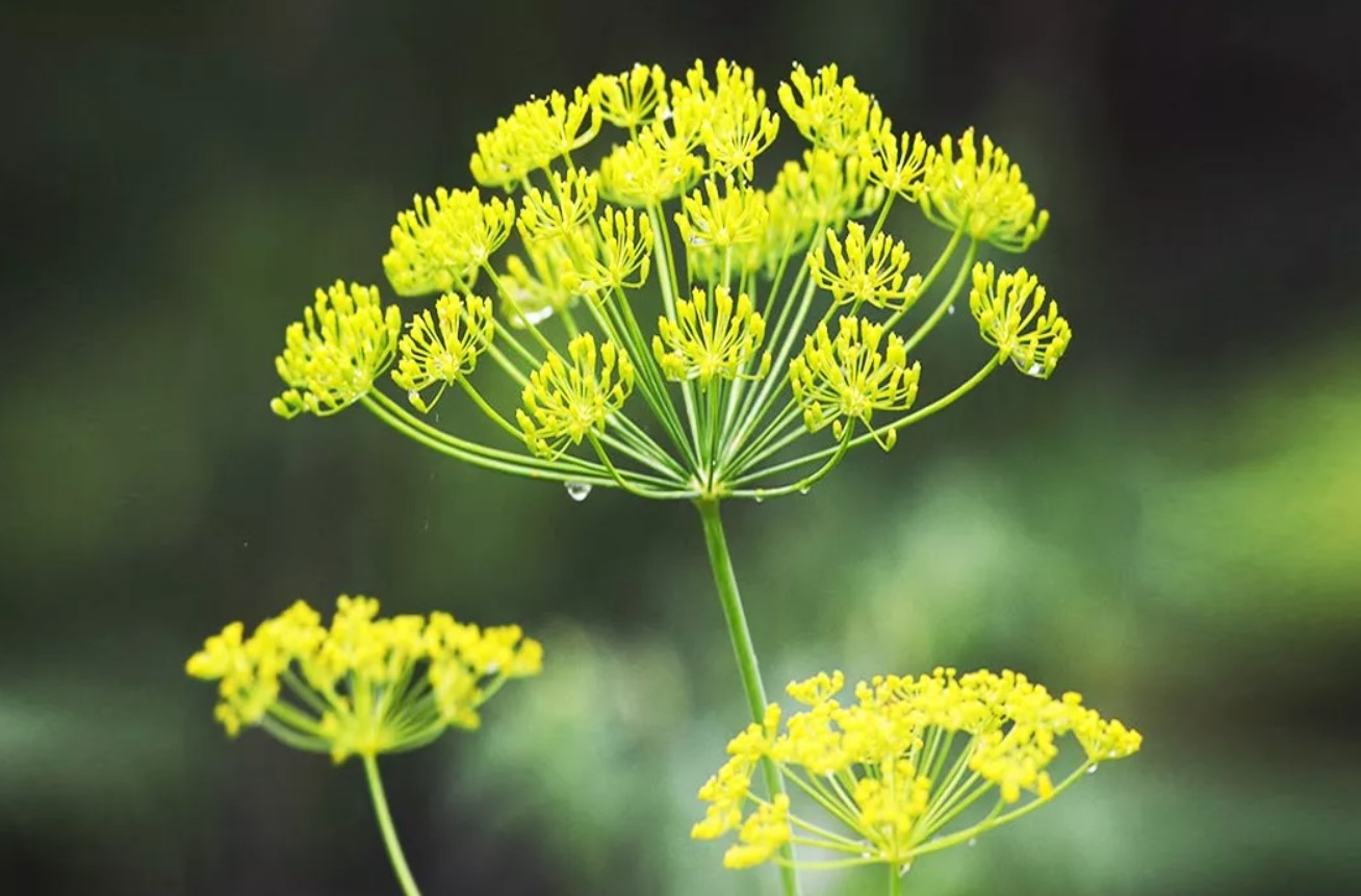Skal du lade din dild blomstre?
