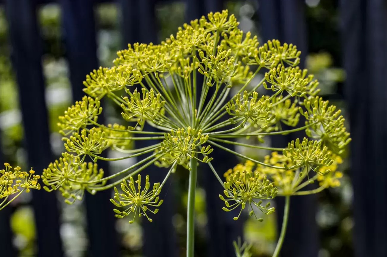 Skal du lade din dild blomstre?