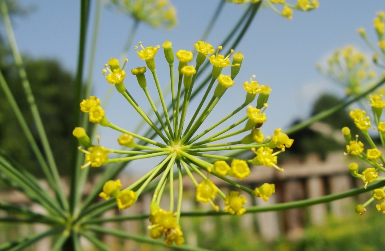 Skal du lade din dild blomstre?