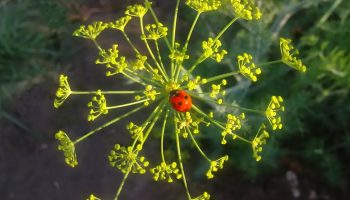 Skal du lade din dild blomstre?