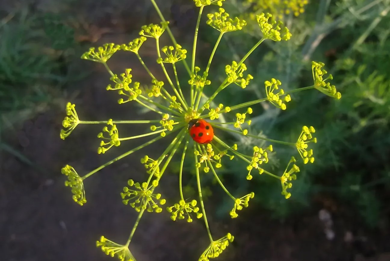 Skal du lade din dild blomstre?