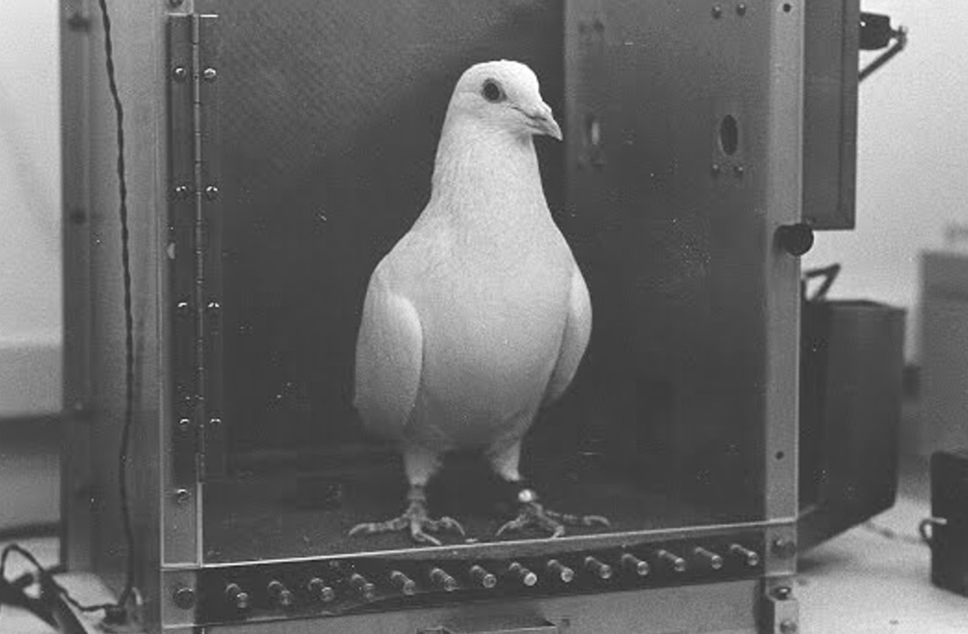 En mærkelig historie: hvordan amerikanerne opfandt bomber med kamikaze-duer