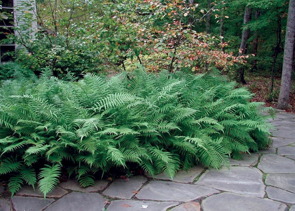 Svar fra tjekkiske eksperter: hvad skal man plante ved siden af thuja og hortensia?