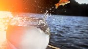 Fisk i akvariet – mestre i at flygte: hvordan de forbereder sig til oprør