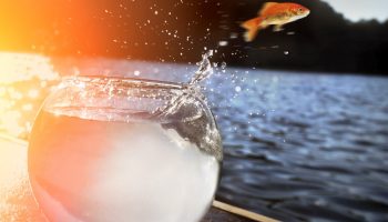 Fisk i akvariet – mestre i at flygte: hvordan de forbereder sig til oprør