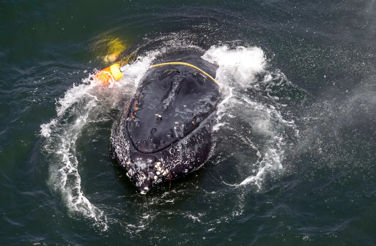 Når pukkelhvaler sidder fast i fiskegrej, bliver deres venner i nærheden for at hjælpe