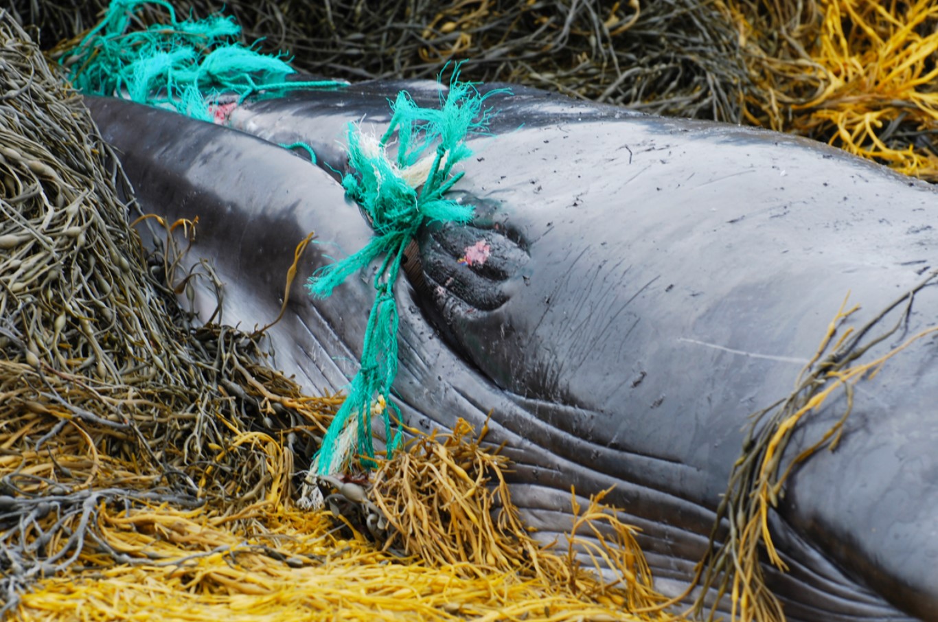 Når pukkelhvaler sidder fast i fiskegrej, bliver deres venner i nærheden for at hjælpe