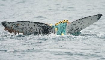 Når pukkelhvaler sidder fast i fiskegrej, bliver deres venner i nærheden for at hjælpe