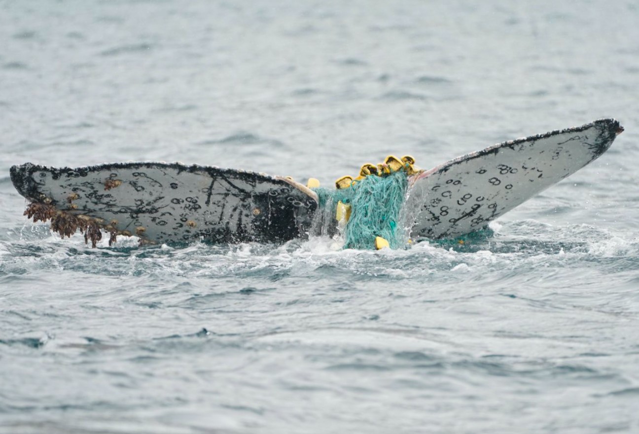 Når pukkelhvaler sidder fast i fiskegrej, bliver deres venner i nærheden for at hjælpe