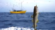 Fisk i Østersøen udvikler sig for at overleve – undersøgelse