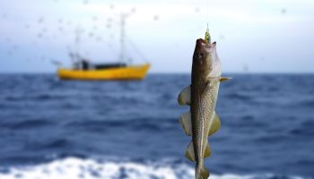 Fisk i Østersøen udvikler sig for at overleve – undersøgelse