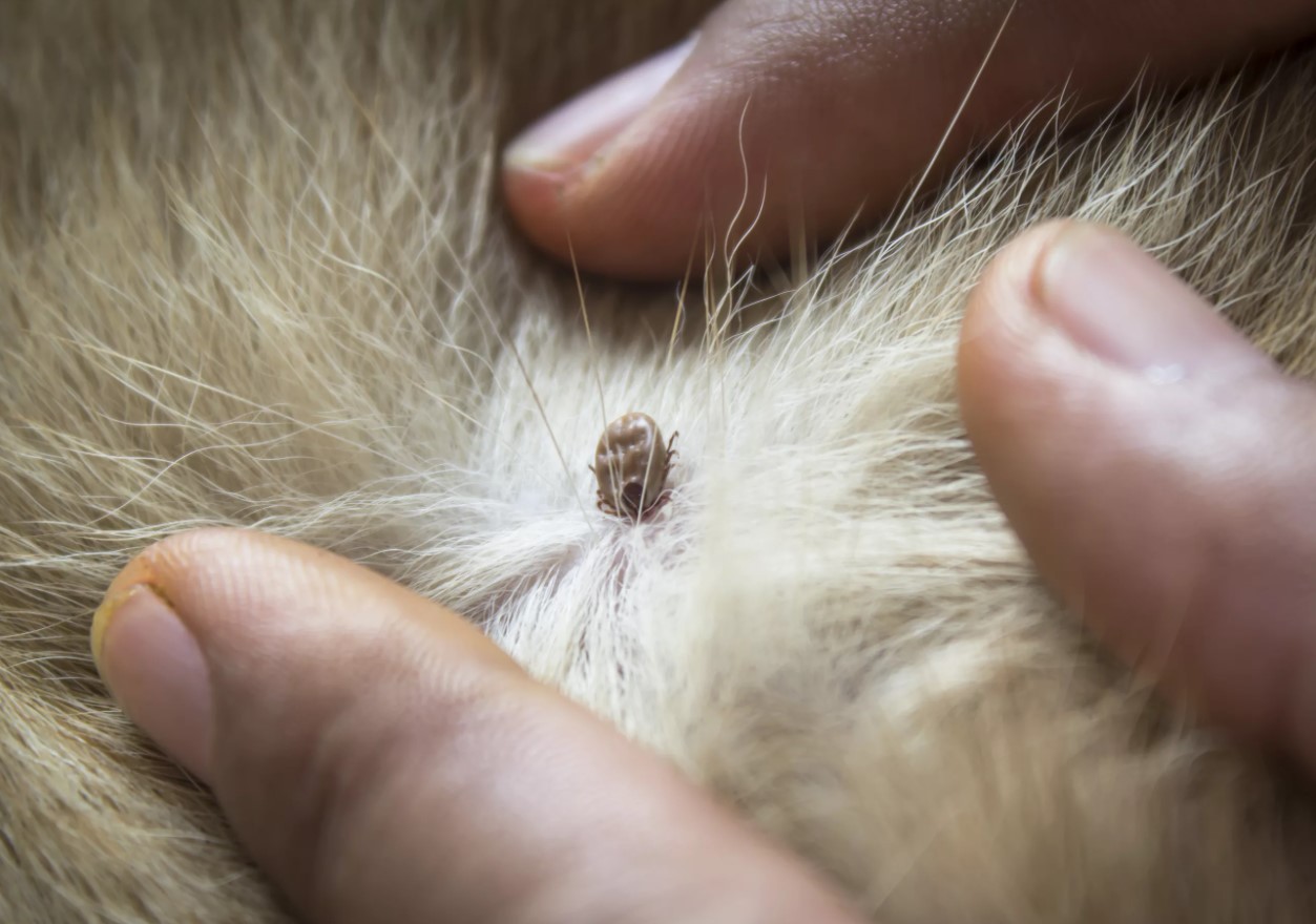 Lifehack mod flåter: sådan opdager du dem lynhurtigt på hunde og katte