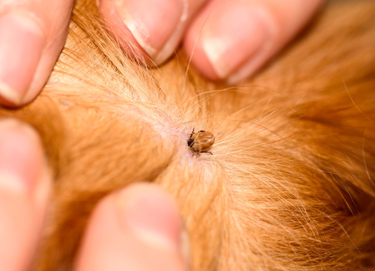 Lifehack mod flåter: sådan opdager du dem lynhurtigt på hunde og katte