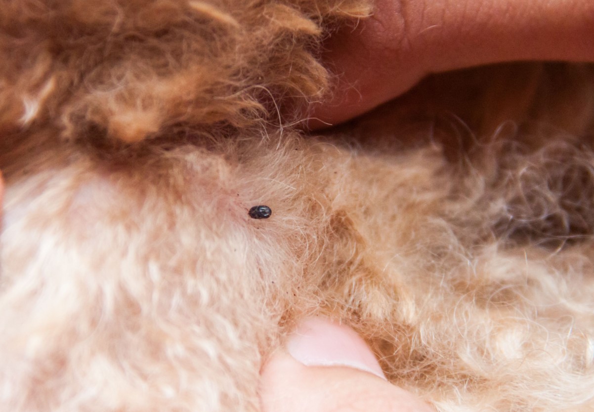 Lifehack mod flåter: sådan opdager du dem lynhurtigt på hunde og katte