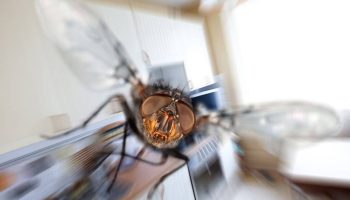 Er du træt af fluer i dit hjem? Disse hjemmelavede tricks er geniale og virker med det samme