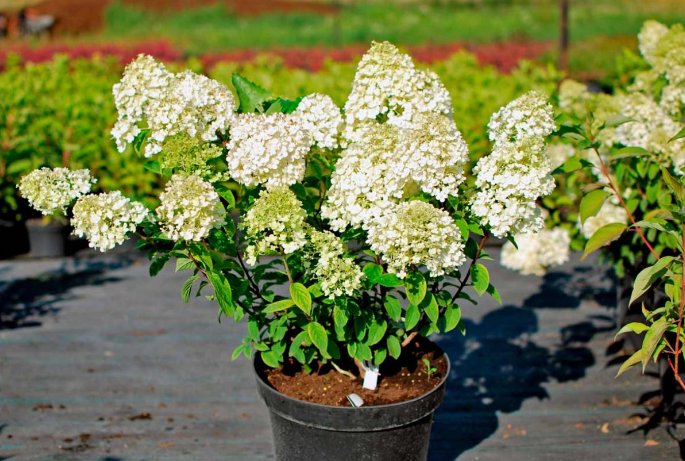 Hvordan vælger man den perfekte frøplante af spidshort hortensia: her er hvad man skal kigge efter
